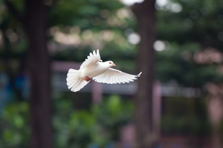 bird, dove, flying dove-4062359.jpg